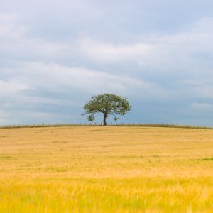 Preview wallpaper tree, field, nature, minimalism