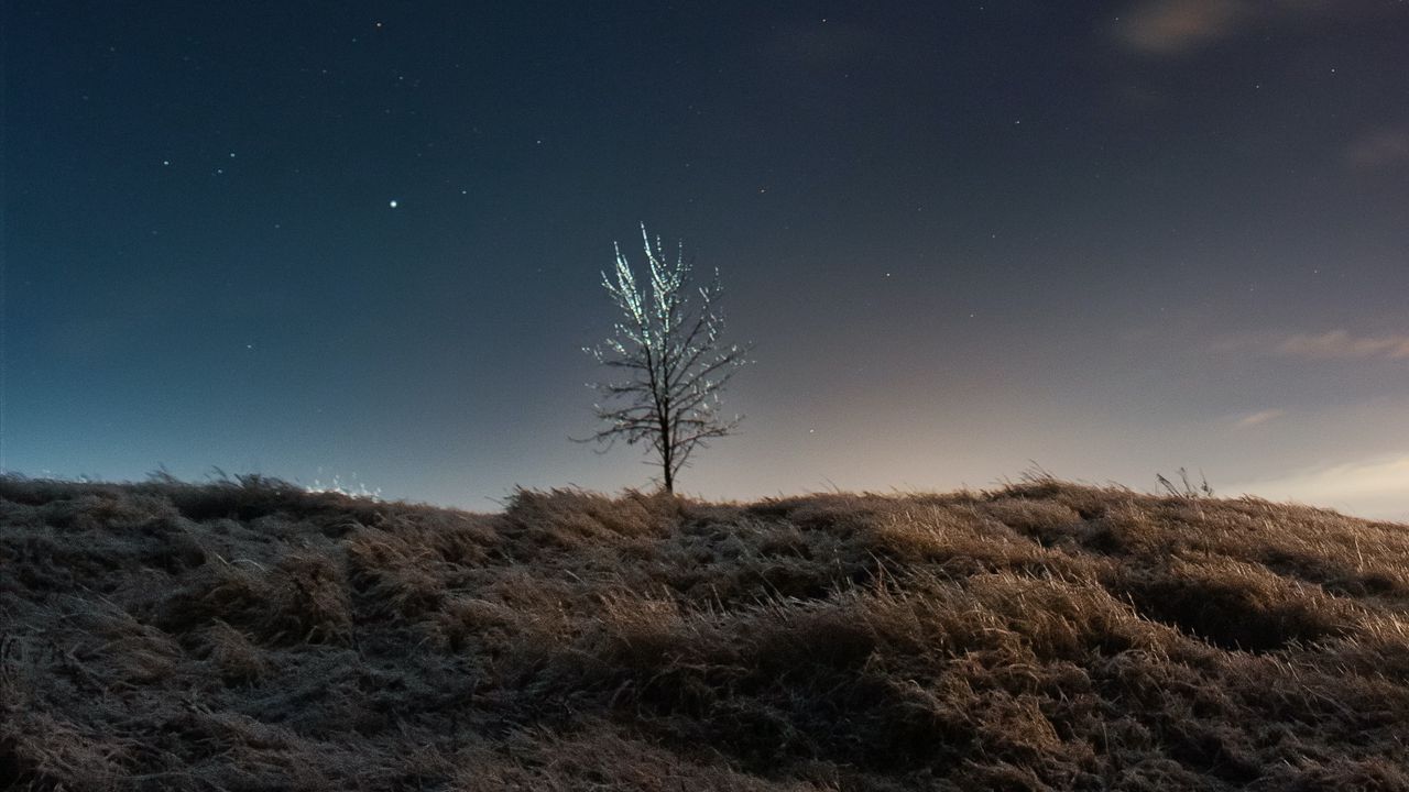 Wallpaper tree, field, night, stars, dark