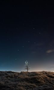 Preview wallpaper tree, field, night, stars, dark