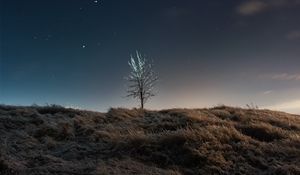 Preview wallpaper tree, field, night, stars, dark
