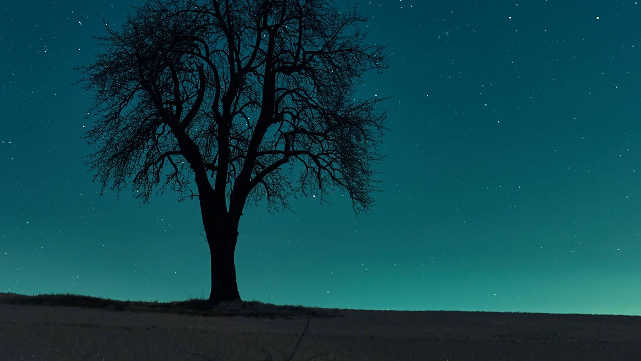 Wallpaper tree, field, night, starry sky, dark
