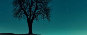 Preview wallpaper tree, field, night, starry sky, dark