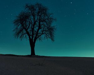Preview wallpaper tree, field, night, starry sky, dark