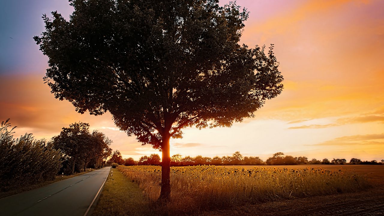 Wallpaper tree, field, road, sunrise