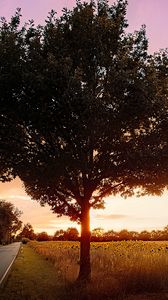 Preview wallpaper tree, field, road, sunrise