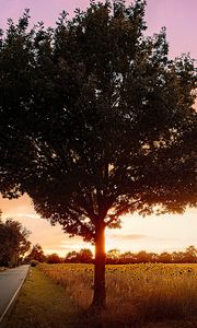 Preview wallpaper tree, field, road, sunrise