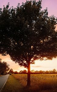Preview wallpaper tree, field, road, sunrise