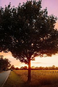 Preview wallpaper tree, field, road, sunrise