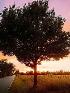 Preview wallpaper tree, field, road, sunrise