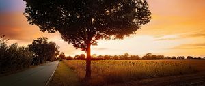 Preview wallpaper tree, field, road, sunrise