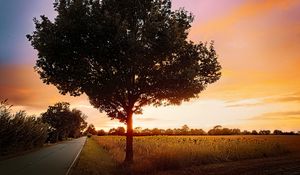 Preview wallpaper tree, field, road, sunrise