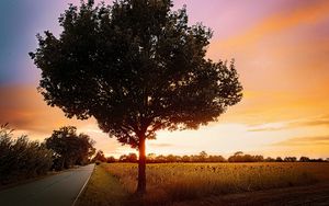 Preview wallpaper tree, field, road, sunrise