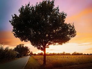 Preview wallpaper tree, field, road, sunrise