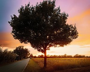 Preview wallpaper tree, field, road, sunrise