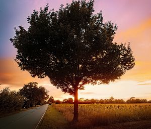 Preview wallpaper tree, field, road, sunrise