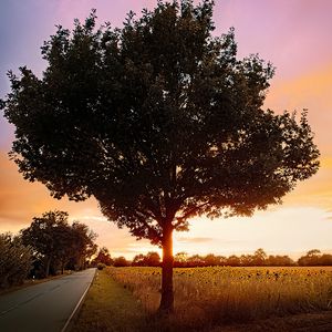 Preview wallpaper tree, field, road, sunrise