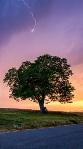 Preview wallpaper tree, field, road, grass