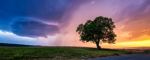 Preview wallpaper tree, field, road, grass