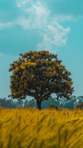 Preview wallpaper tree, field, rye, landscape