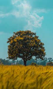 Preview wallpaper tree, field, rye, landscape