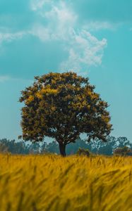 Preview wallpaper tree, field, rye, landscape