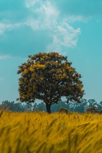 Preview wallpaper tree, field, rye, landscape