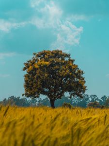 Preview wallpaper tree, field, rye, landscape