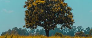 Preview wallpaper tree, field, rye, landscape