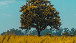 Preview wallpaper tree, field, rye, landscape