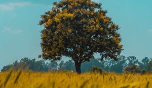 Preview wallpaper tree, field, rye, landscape