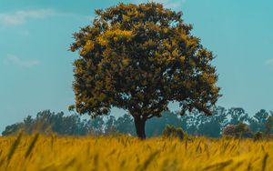 Preview wallpaper tree, field, rye, landscape