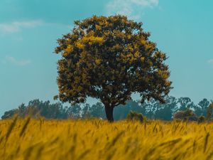 Preview wallpaper tree, field, rye, landscape