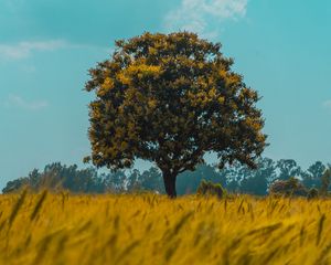 Preview wallpaper tree, field, rye, landscape