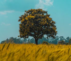 Preview wallpaper tree, field, rye, landscape