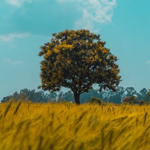 Preview wallpaper tree, field, rye, landscape
