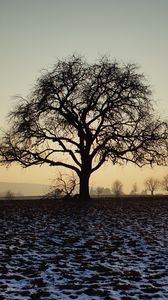 Preview wallpaper tree, field, snow, dusk
