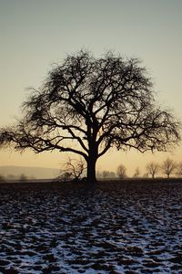 Preview wallpaper tree, field, snow, dusk