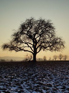 Preview wallpaper tree, field, snow, dusk
