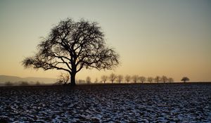 Preview wallpaper tree, field, snow, dusk