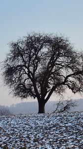 Preview wallpaper tree, field, snow, nature