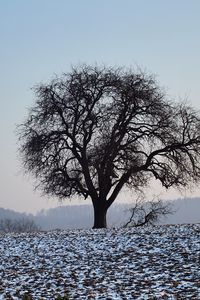 Preview wallpaper tree, field, snow, nature