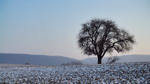 Preview wallpaper tree, field, snow, nature