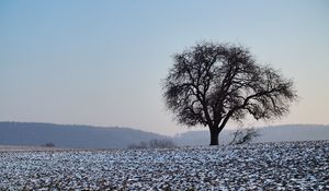 Preview wallpaper tree, field, snow, nature