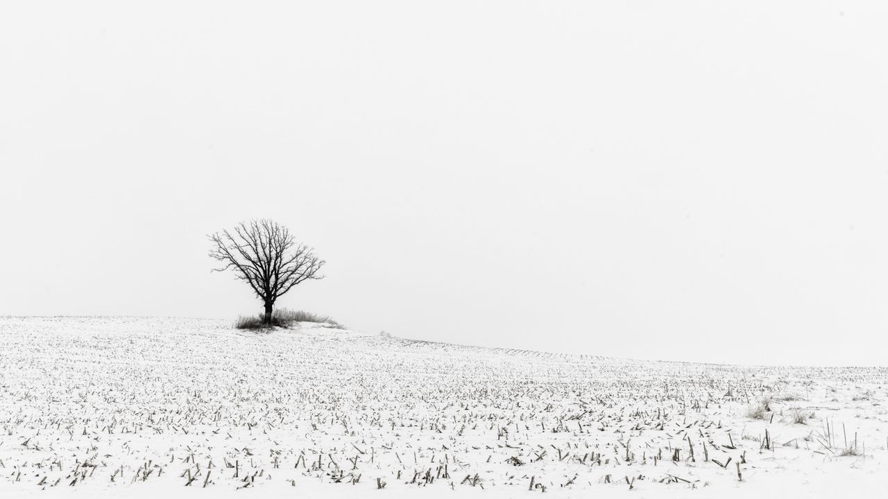 Wallpaper tree, field, snow, winter, white