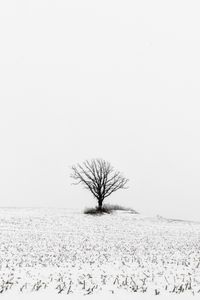 Preview wallpaper tree, field, snow, winter, white