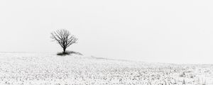 Preview wallpaper tree, field, snow, winter, white