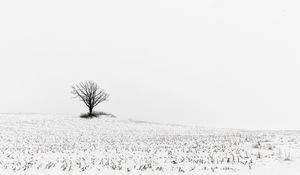 Preview wallpaper tree, field, snow, winter, white