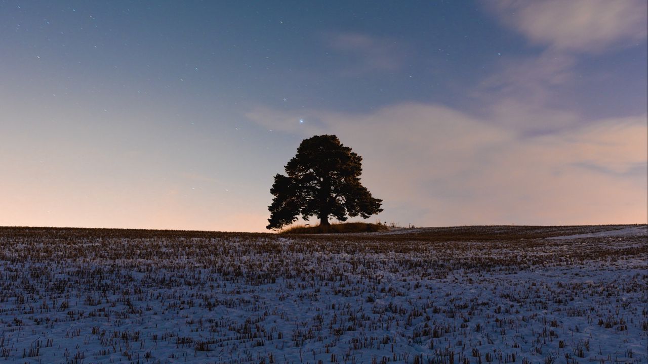 Wallpaper tree, field, snow, dusk, nature