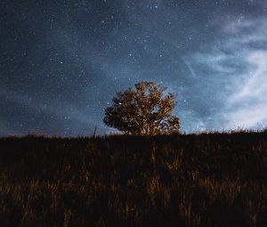 Preview wallpaper tree, field, stars, night, sky, landscape