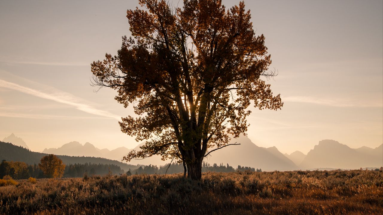 Wallpaper tree, field, sun, twilight, landscape